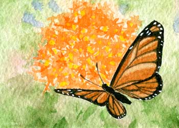 "Butterfly Weed and Visitor" by Lee Lovett, DeForest WI - Watercolor